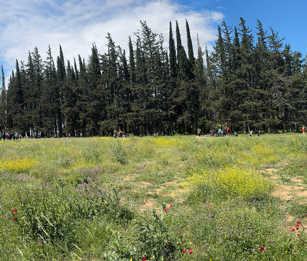 Honeys | Chestnut Variety